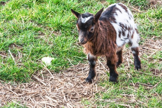 Small young goat on a meadow.