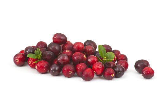 Cranberries on white background