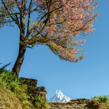 Tree in bloom and the Machapucharein the background, Nepal