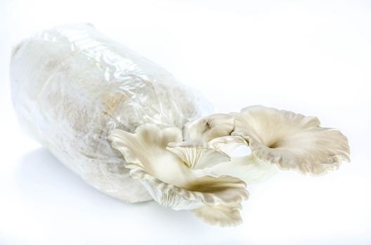 Oyster mushrooms on the plastic bag with mycelium and substrate , selective focus