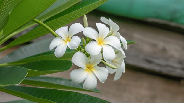 White and yellow Plumeria ( frangipani flowers ) in garden