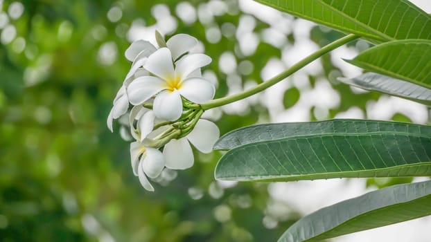 White and yellow Plumeria ( frangipani flowers ) in garden