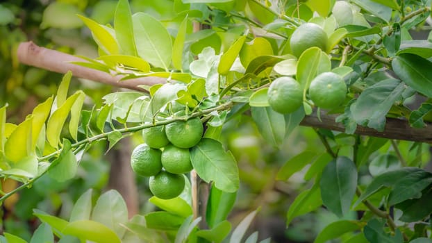 Lime green tree hanging from the branches of it
