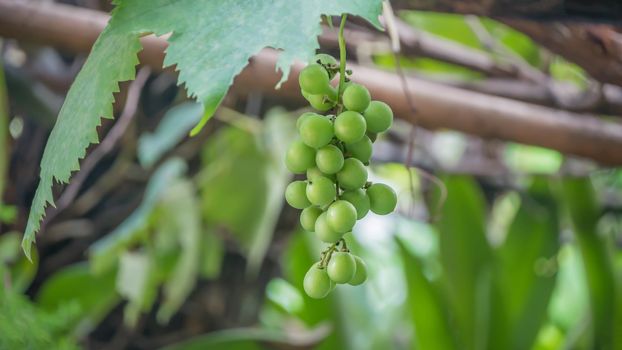 grapes with green leaves on the vine fresh fruits