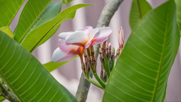 Fresh Pink Plumeria ( frangipani flowers ) in garden