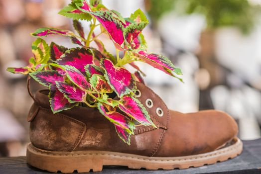 Fresh colorful plants growing in an old tattered brown shoe