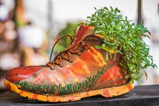 Fresh green plants growing in an old painted shoe