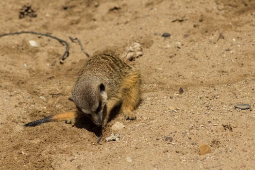 Meerkats on Sand