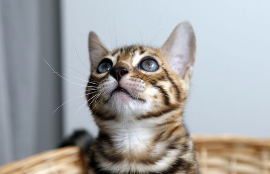 Small bengal kitten in a basket