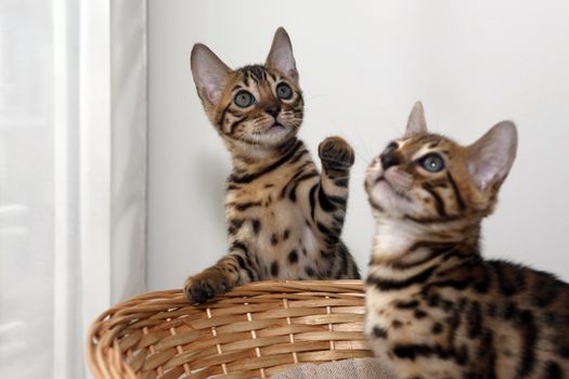 Small bengal kitten in a basket
