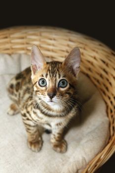 Small bengal kitten in a basket