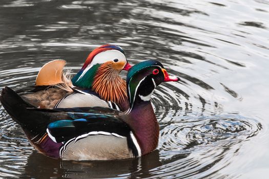 Closeup Mandarin duck (Aix galericulata) swimming in a pond.