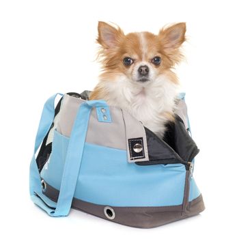 chihuahua and travel bag in front of white background
