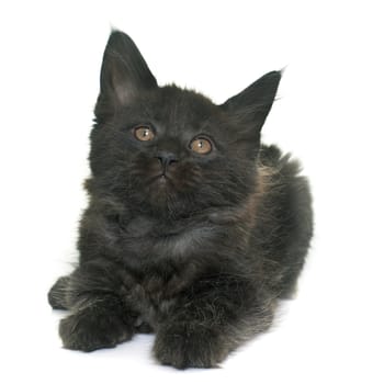maine coon kitten in front iof white background
