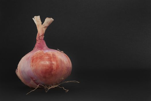 The onion has a substantial nutritional value, thanks to the presence of mineral salts and vitamins, especially vitamin C, but also contains many enzymes that aid digestion and stimulate the metabolism
