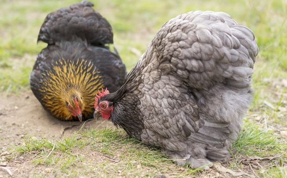 Two 2 pekin bantam hens free range for food on a spring day 