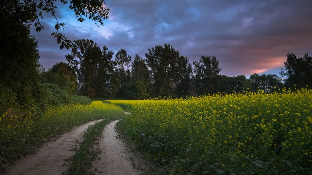 A path meanders through a rapeseed field as the sun sets over a line of trees