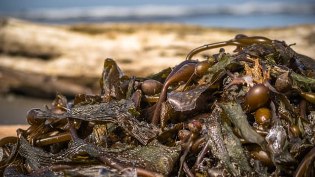 Mound of brown seaweed on the beach