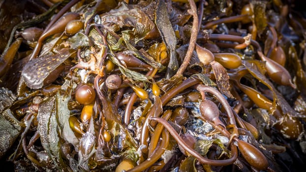 Pile of brown seaweed on the beach