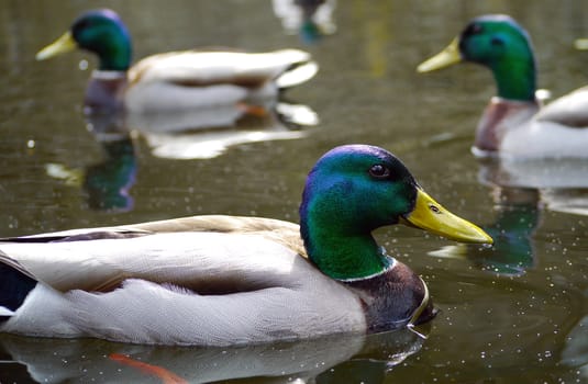 Male Mallard duck viewed sideways with two out of focus males in the background