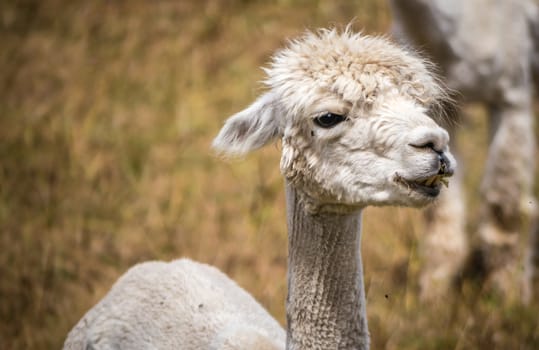 A white llama, recently shorn, stares in the distance as he stands on a field of grass on a farm