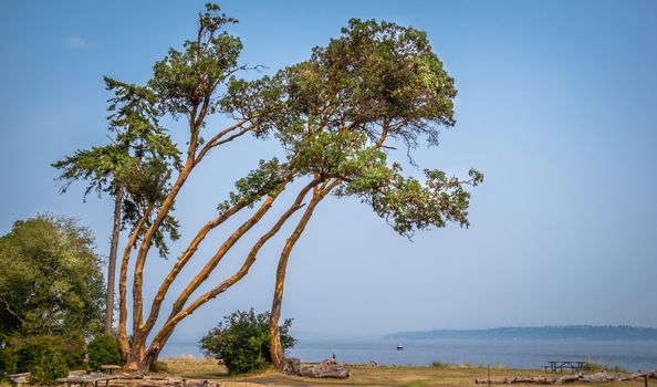 Finger-like Madrona trees reach for the sky on Blake Island, Washington.