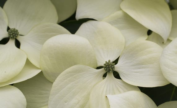 This dogwood flower pattern can be used as a wallpaper or background.
