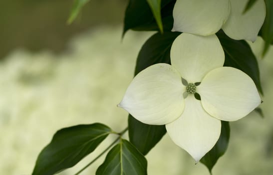 Summertime flowers in bloom with depth of field.