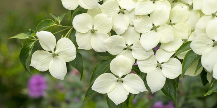 Flowers bloom on a dogwood branch