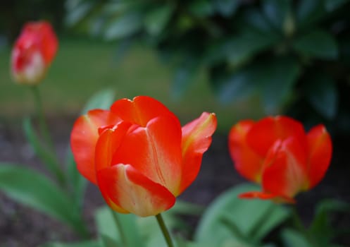 Red tulips awake to the morning sun.
