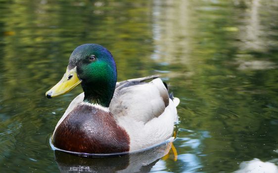 Side view of a male Mallard duck with other similar ducks in the background.
