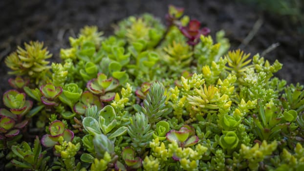 The sedum genus truly lends itself the characteristics of a forest.
