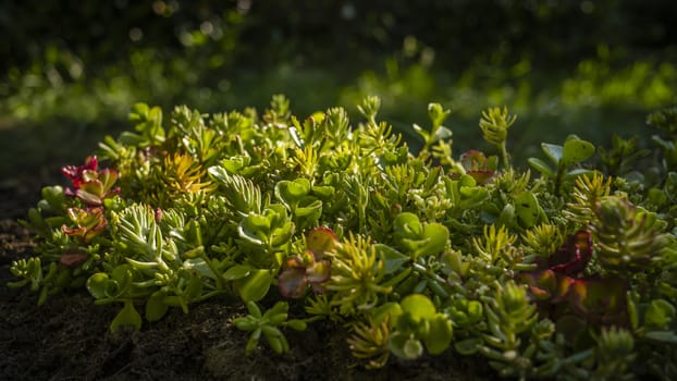 As I was working in the yard, I noticed how the sun light lit up some of the plants.