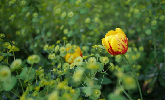 Yellow tulips stand out in a sea of green euphorbia.
