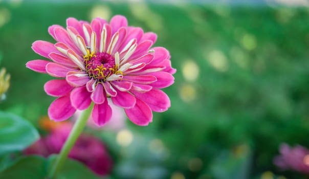 Pink daisy hosts a green bug