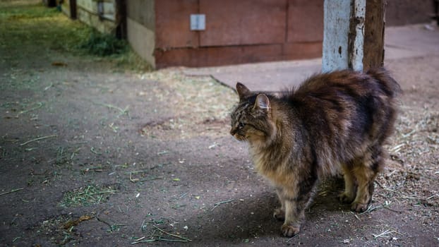 A cat stands in a barn, among horses and riders