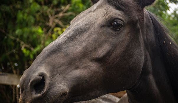 A dark mare enjoys her picture taken as she stands in her corral