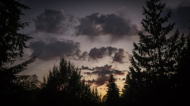 Sunet over cedar trees and under the Moon