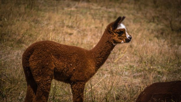 A young brown llama with white patches on his head stares in the distance as he stands on a field of grass on a farm