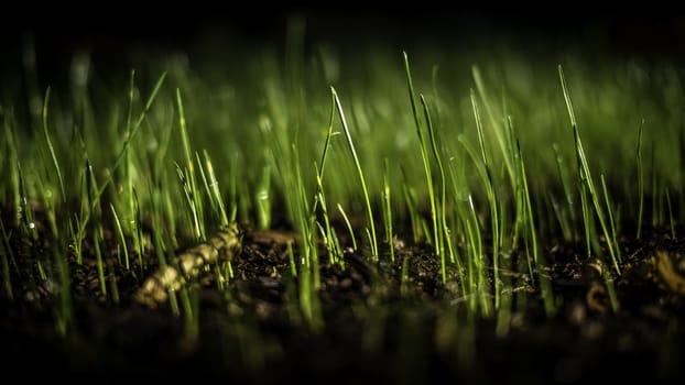 Recently planted seeds grow into grass in the morning dew