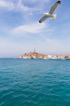 Seagull Flying Over Rovinj Town With Landmark Of Church Tower, Istria, Croatia, Europe.