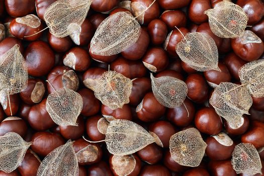 Detail of the dried fruits of Cape gooseberry on chestnuts