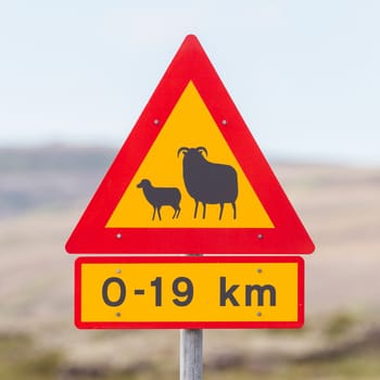 Real Sheep Crossing traffic sign in Iceland