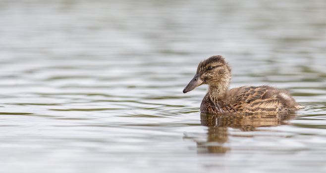 Young mallard duck, juvenile, swimming in a lake