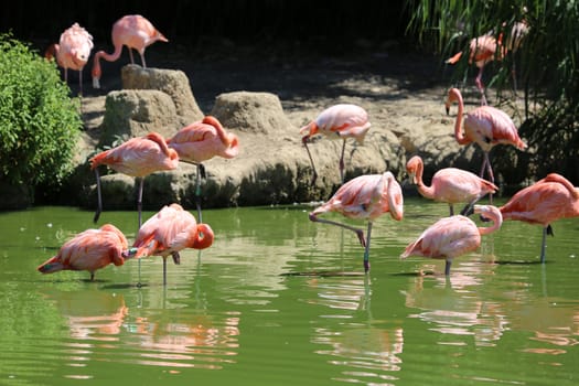 Group of Pink Flamingos with the Water Reflection