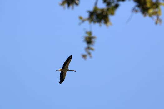 White Stork Flying Clear Blue Sky 
