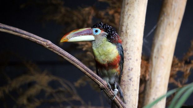 The Curly-Crested Aracari (Pteroglossus Beauharnaesii)