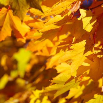 Beautiful nature background of yellow autumn maple leaves close up with copy space