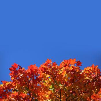 Beautiful nature background of red autumn maple leaves close up with copy space