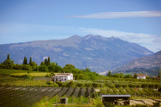 rural landscape of grape field in the Alps